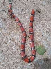 Micrurus dumerilii carinicauda