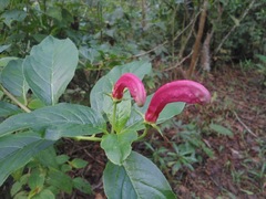 Centropogon cornutus