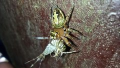 Yaginumaella lobata