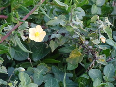 Abutilon sonneratianum