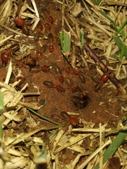 Syntermes molestus