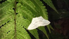 Acropteris leptaliata