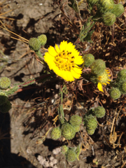 Deinandra corymbosa