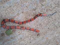 Micrurus dumerilii carinicauda