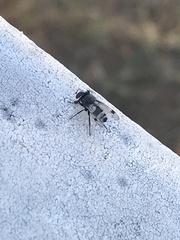 Sphenometopa fastuosa