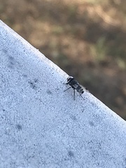 Sphenometopa fastuosa