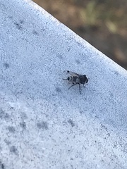 Sphenometopa fastuosa