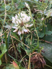 Trifolium repens