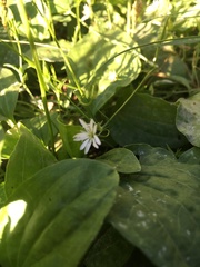 Stellaria graminea