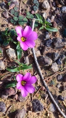 Moraea versicolor