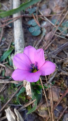 Moraea versicolor