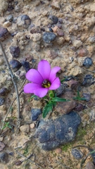 Moraea versicolor