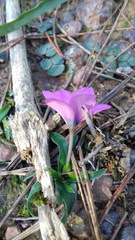 Moraea versicolor
