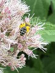 Cnemidandrena