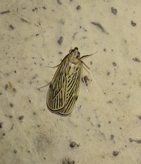 Tyspanodes linealis