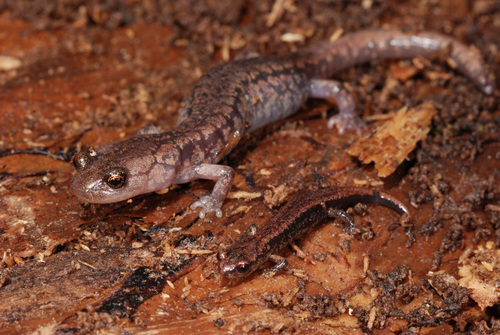 Sacramento Mountain Salamander