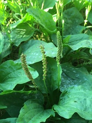 Plantago major