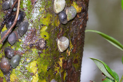Cassidula aurisfelis
