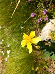 Hypericum richeri richeri