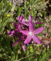 Sidalcea pedata