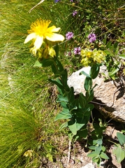 Hypericum richeri richeri