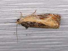 Olethreutes nigranum