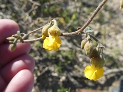 Hermannia multiflora