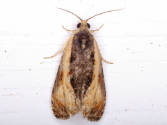 Olethreutes nigranum