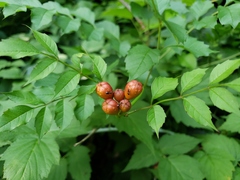 Trumpet Vine (Campsis radicans)