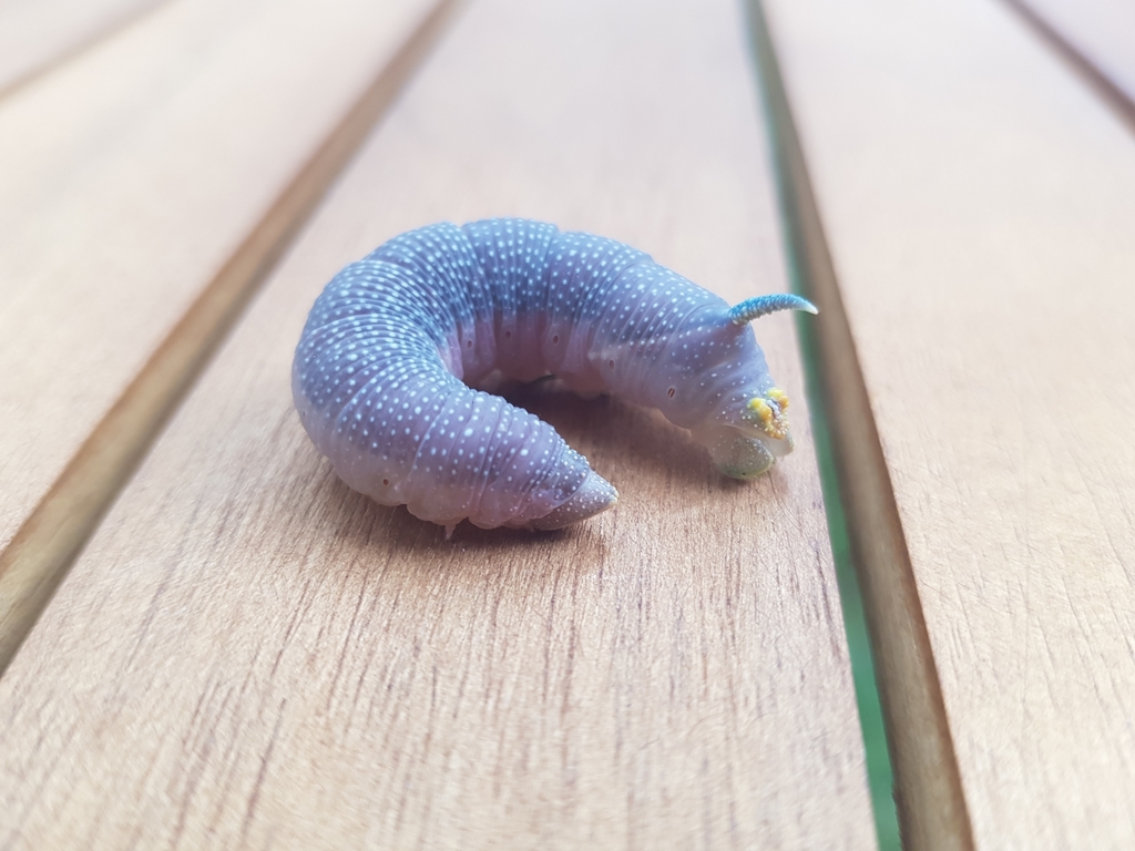 Lime hawk-moth (Mimas tiliae)