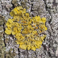 Xanthoria parietina