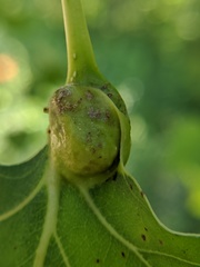 Pemphigus populicaulis