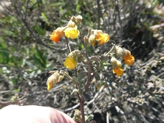 Hermannia multiflora