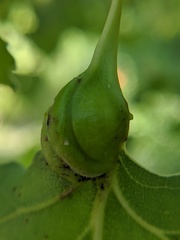 Pemphigus populicaulis