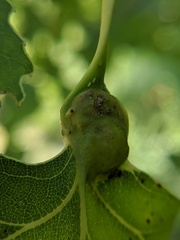 Pemphigus populicaulis