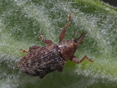 Dorytomus rufatus