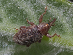 Dorytomus rufatus