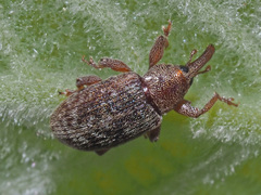 Dorytomus rufatus