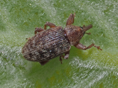 Dorytomus rufatus