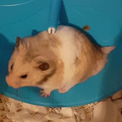 Mesocricetus auratus