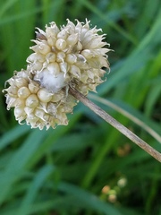 Allium canadense canadense