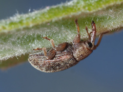 Dorytomus rufatus