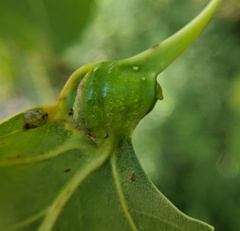 Pemphigus populicaulis