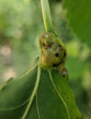 Pemphigus populicaulis