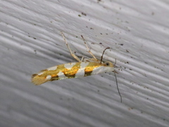 Argyresthia calliphanes