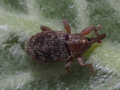 Dorytomus rufatus