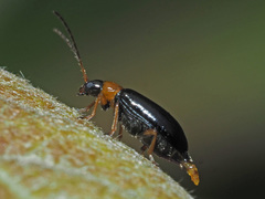 Luperus luperus