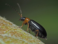 Luperus luperus