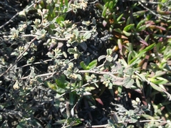 Hermannia multiflora