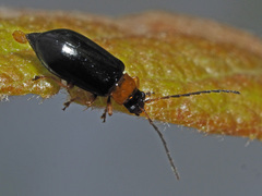 Luperus luperus